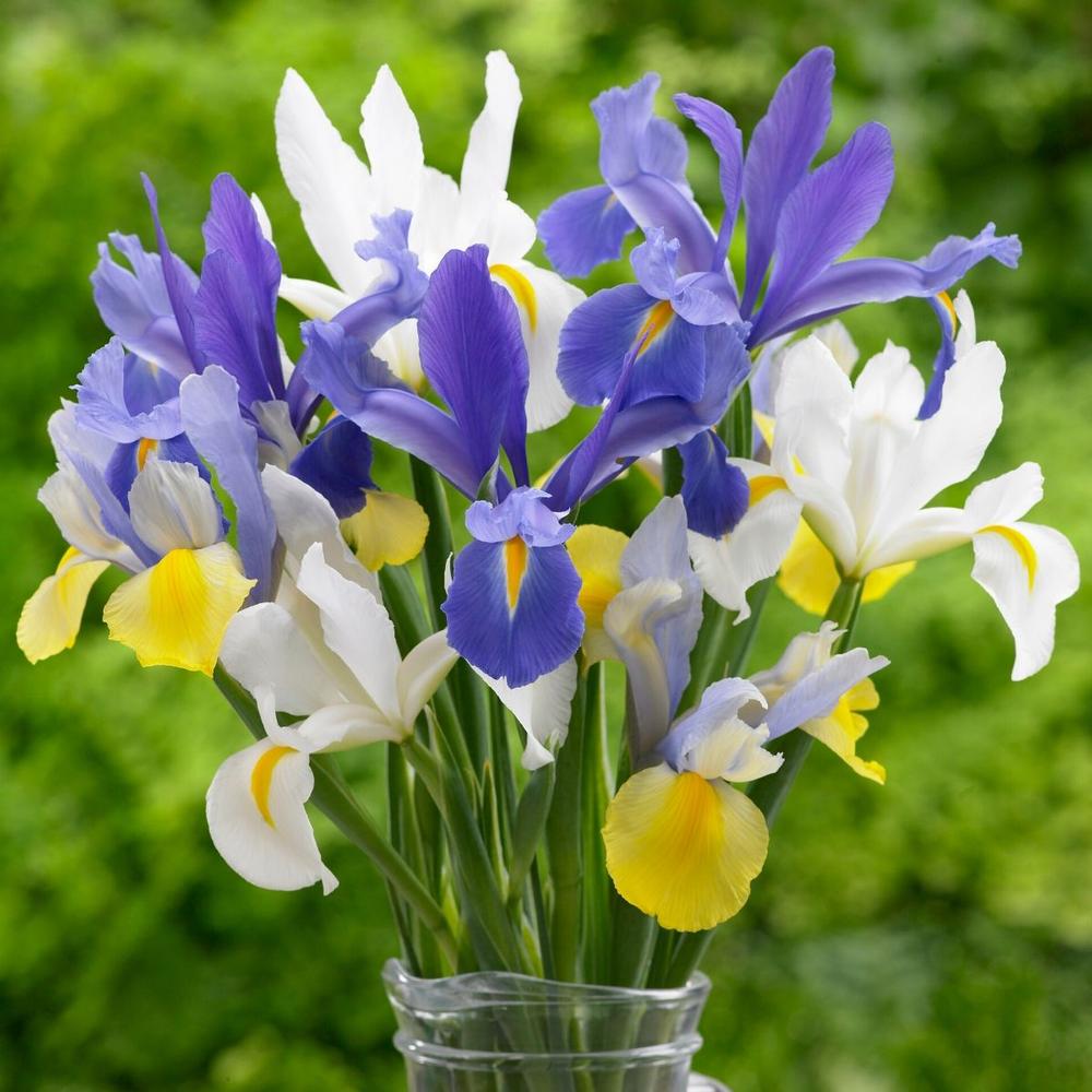 Dutch Iris Hollandica Assorted Colors - Longfield Gardens