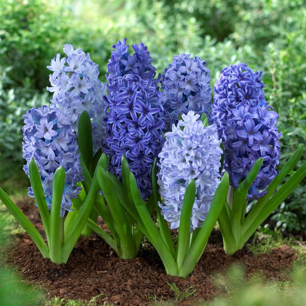 Hyacinth Shades of Blue - Longfield Gardens