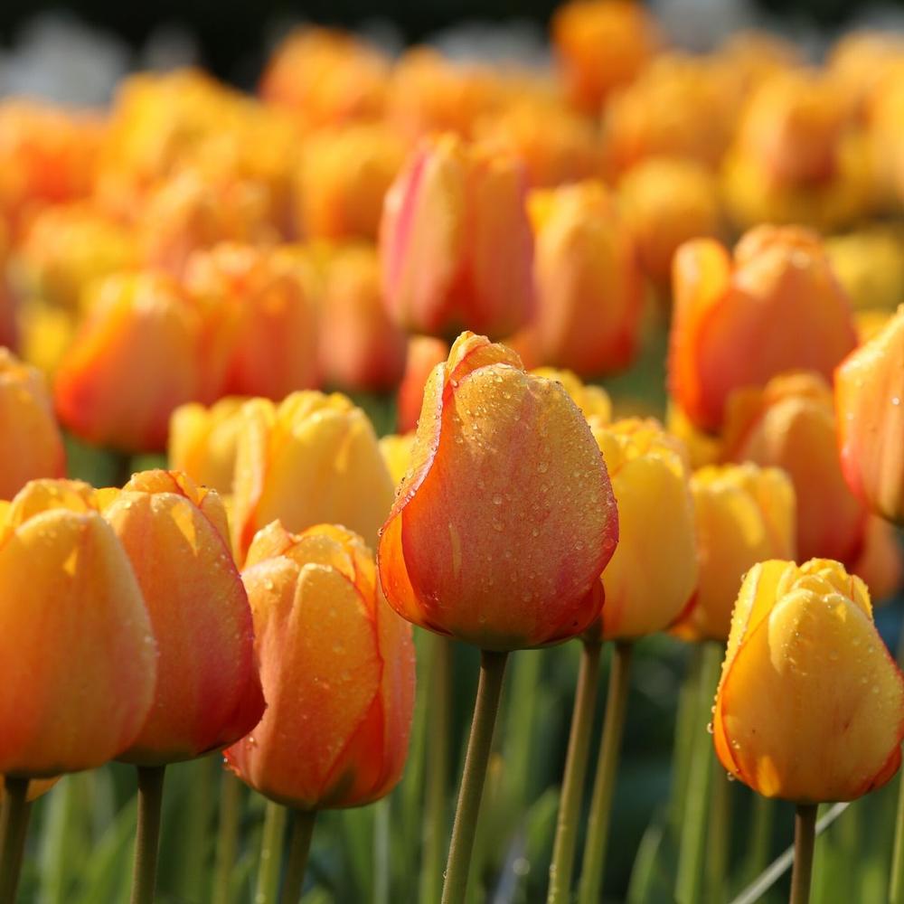 Tulip Darwin Hybrid Blushing Apeldoorn - Longfield Gardens