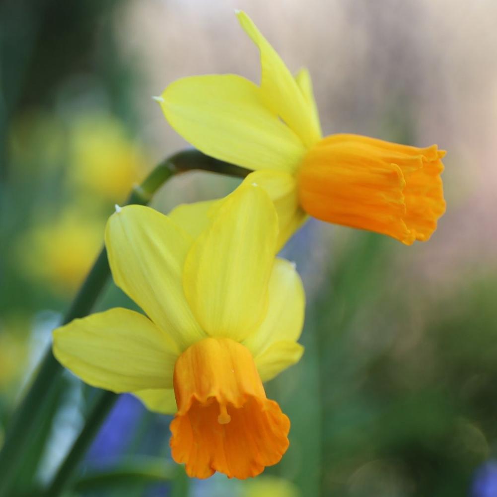 Daffodil (Narcissus) Jetfire - Longfield Gardens