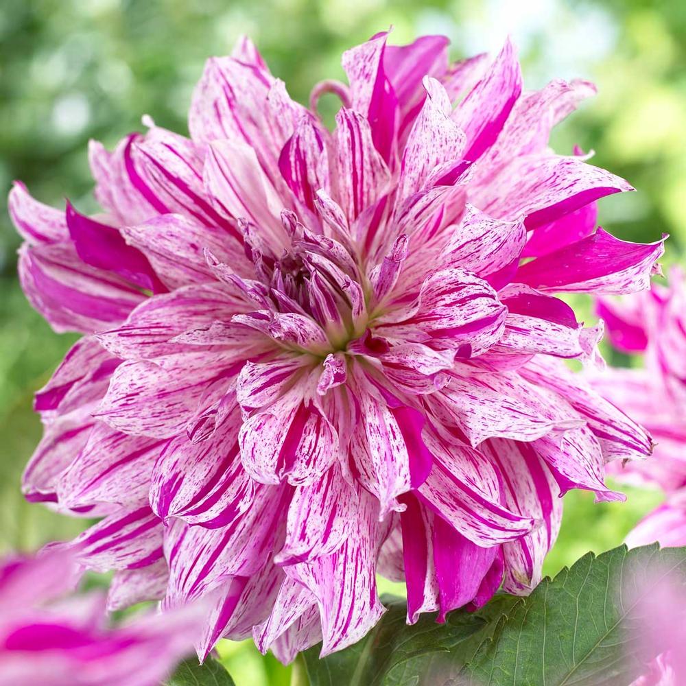 Dahlia Taihejo - Longfield Gardens