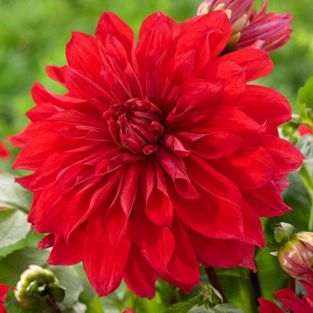 Dahlia Babylon Red - Longfield Gardens