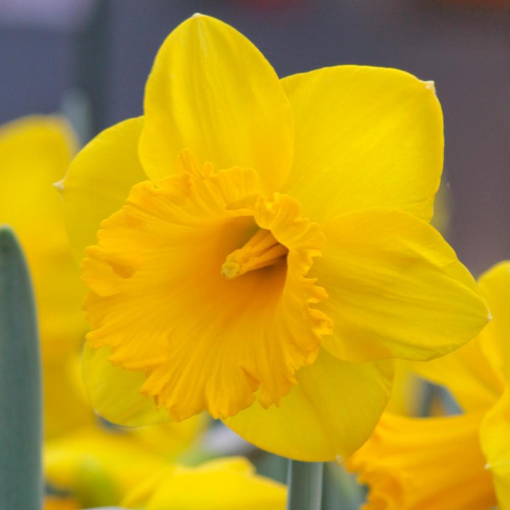 Daffodil (Narcissus) Dutch Master - Longfield Gardens
