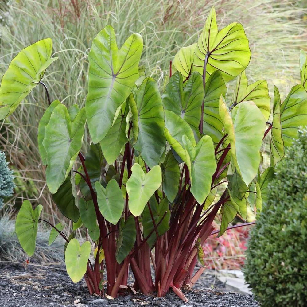 Colocasia (Elephant Ears) Hawaiian Punch