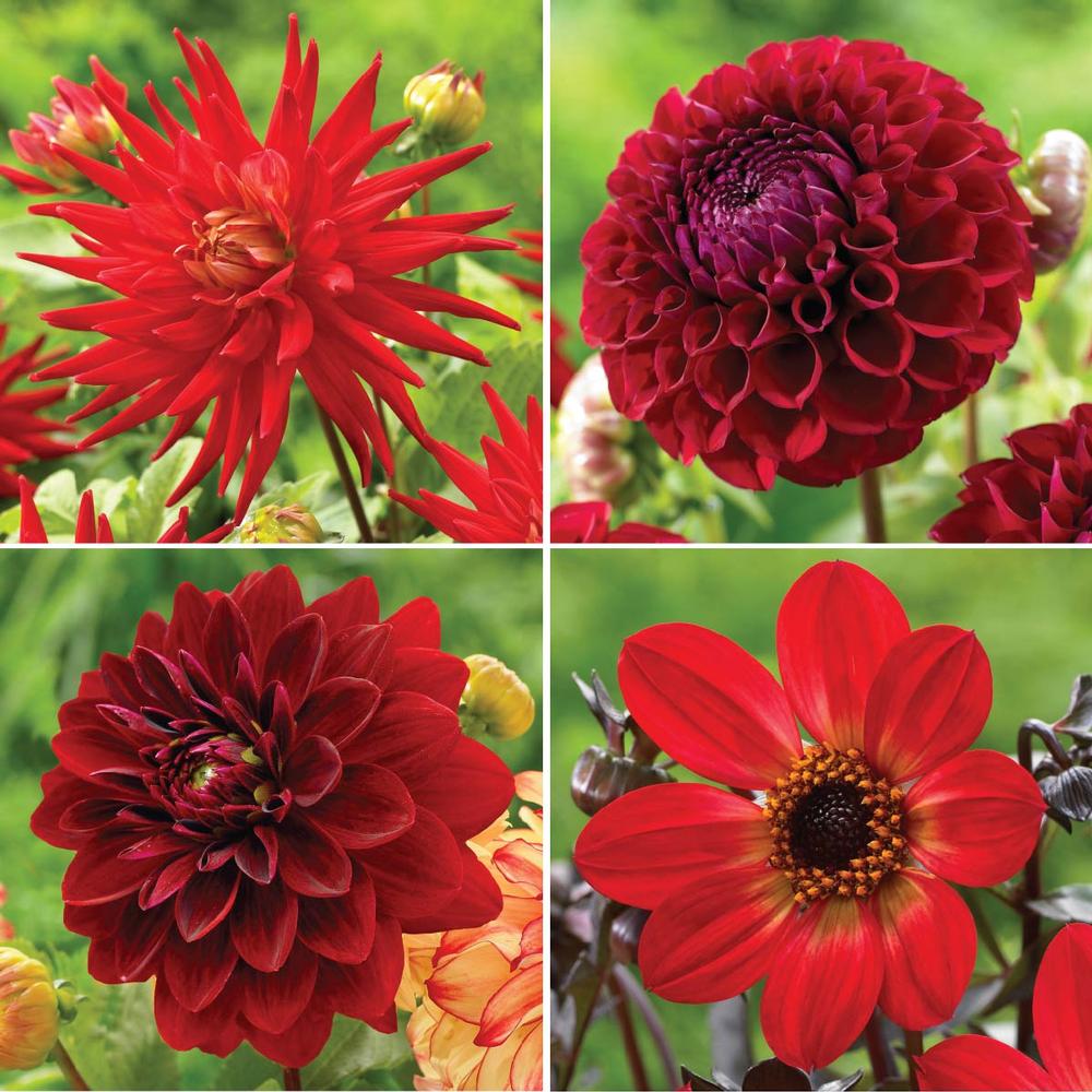 Dahlia Red Collection - Longfield Gardens