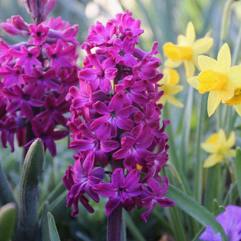 Hyacinth Woodstock - Longfield Gardens