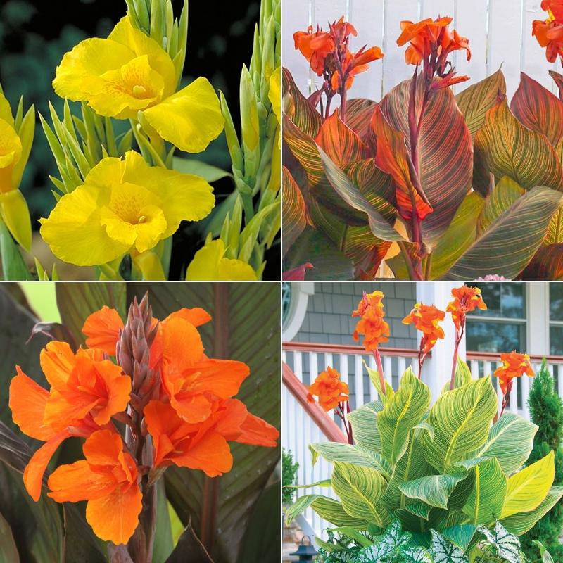 Canna Collection - Longfield Gardens