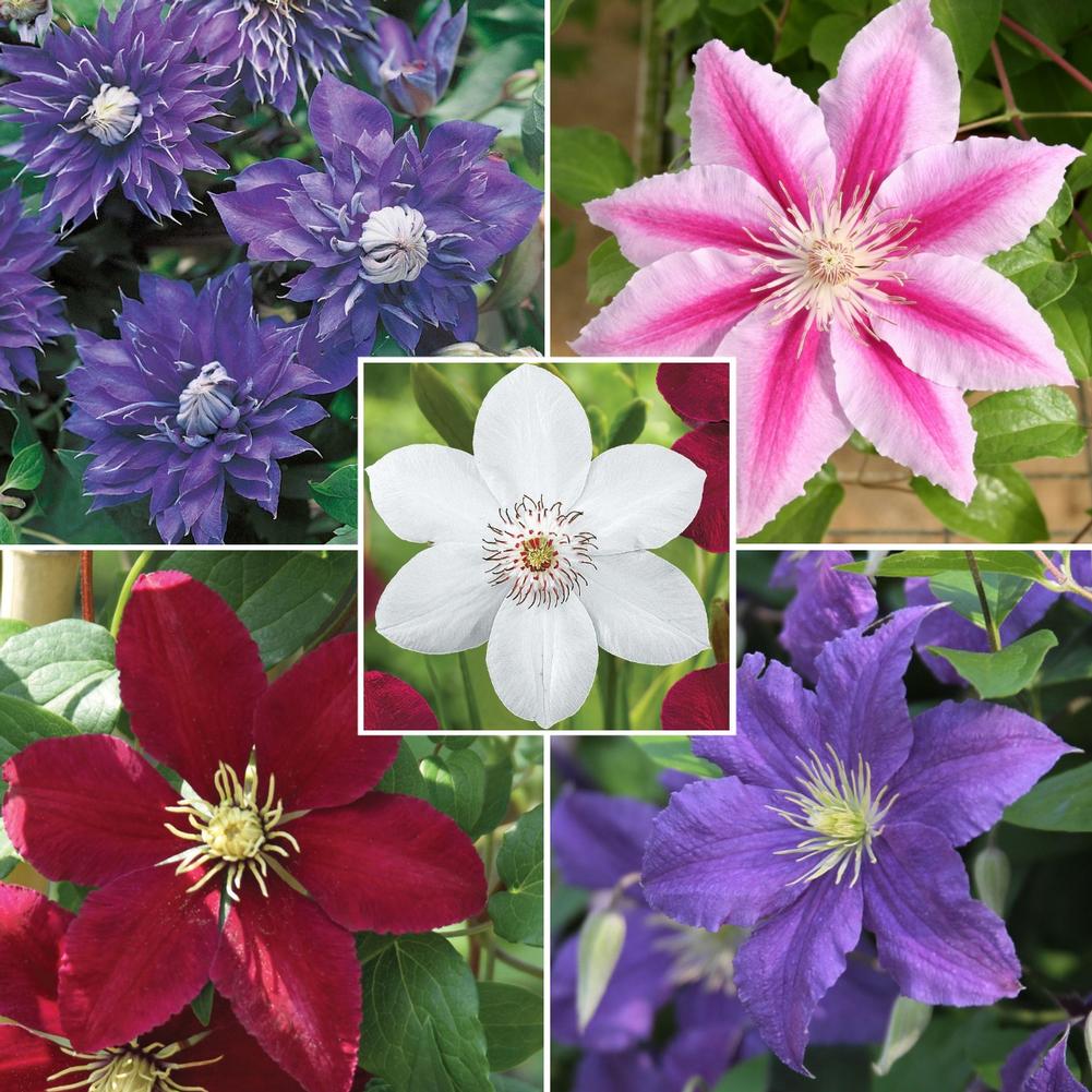 Clematis Collection - Longfield Gardens