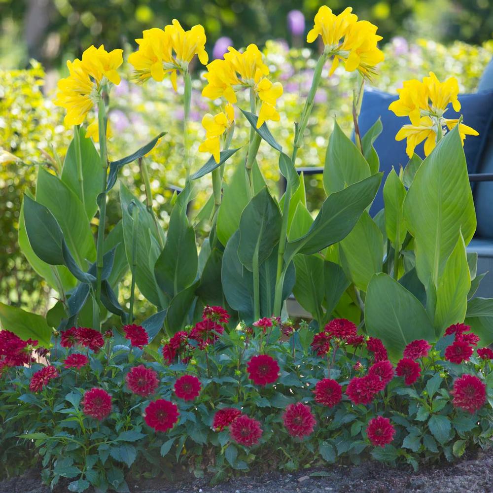 Canna/Border Dahlia Collection - Longfield Gardens