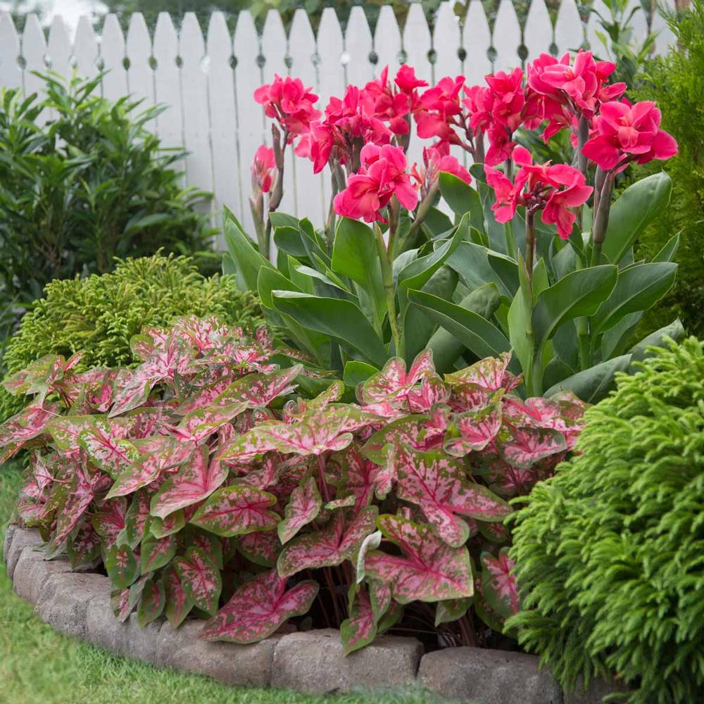 Caladium Carolyn Whorton/ Canna Pink Magic - Longfield Gardens