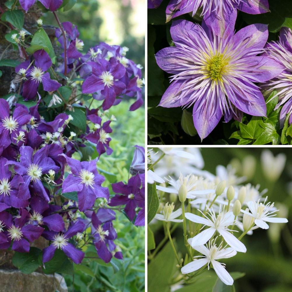 Clematis Long Blooming Collection - Longfield Gardens
