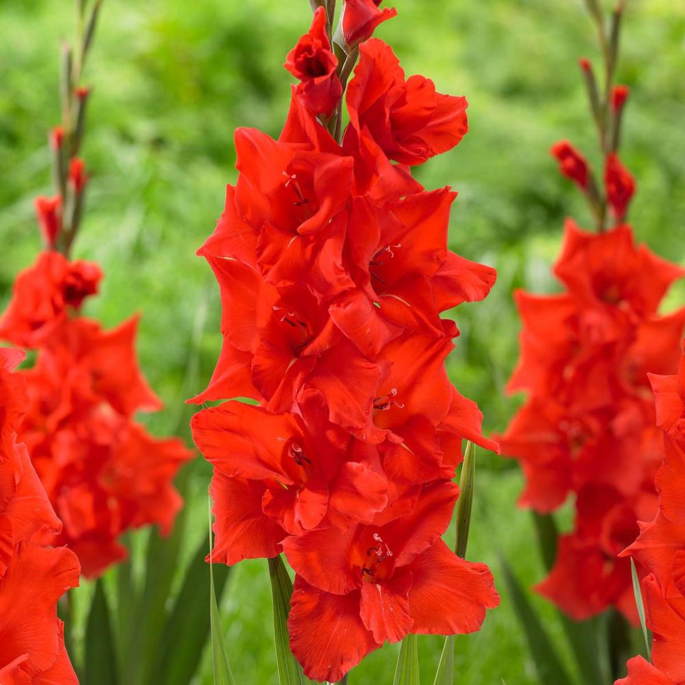 Gladiolus Manhattan - Longfield Gardens