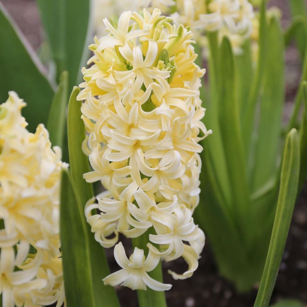 Hyacinth City of Haarlem - Longfield Gardens