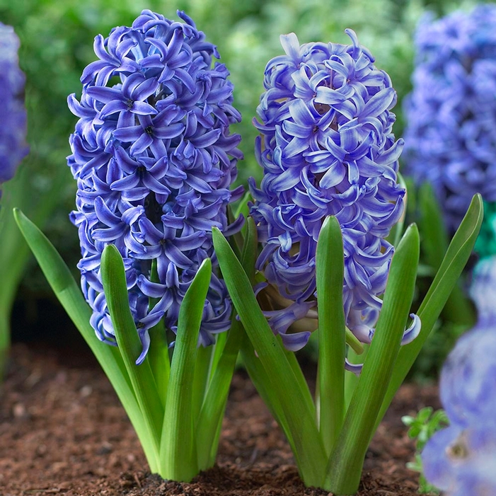 Hyacinth Blue Jacket - Longfield Gardens