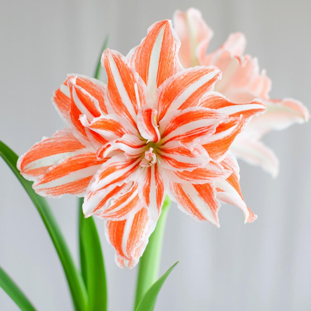 Amaryllis Dancing Queen 34/36cm - Longfield Gardens