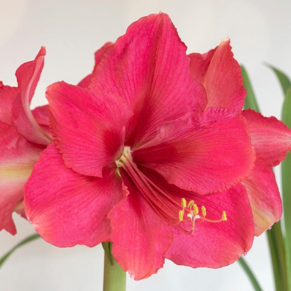 Amaryllis Pink Surprise 34/36cm - Longfield Gardens