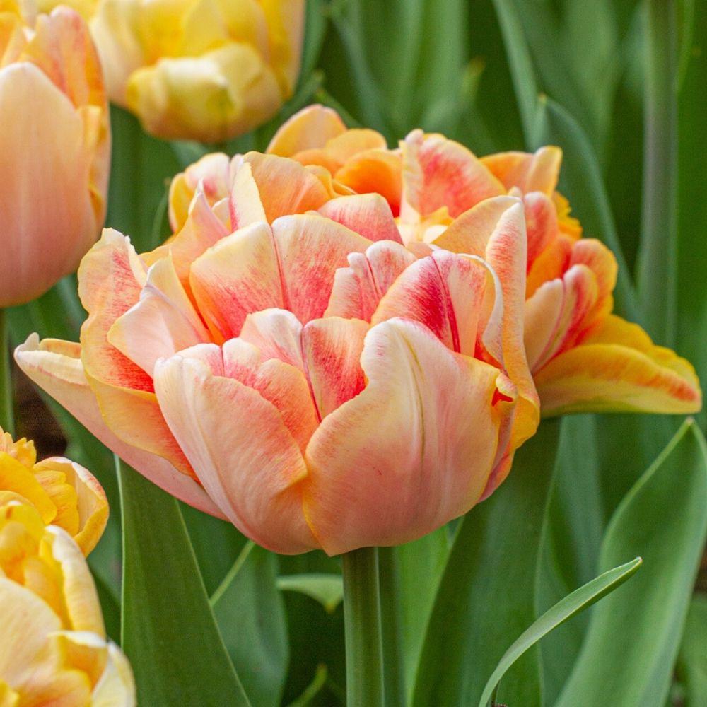Tulip Charming Beauty - Longfield Gardens