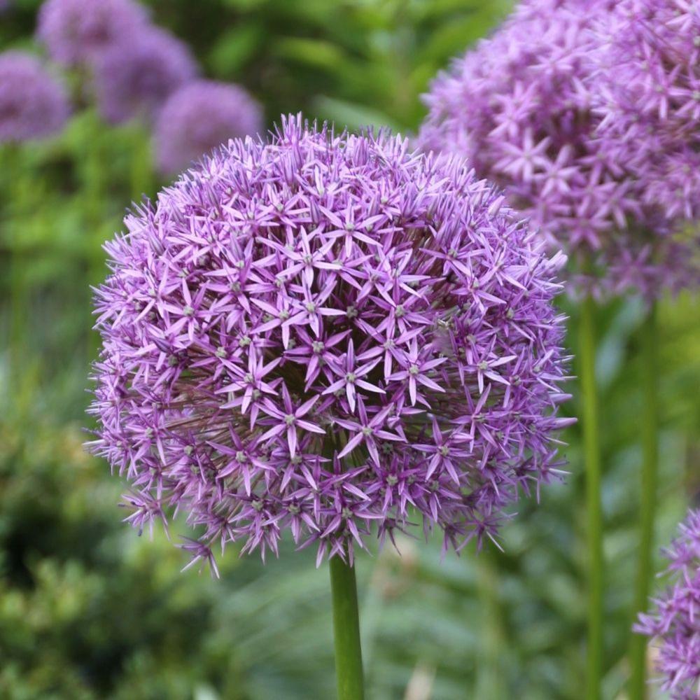 Allium Gladiator - Longfield Gardens