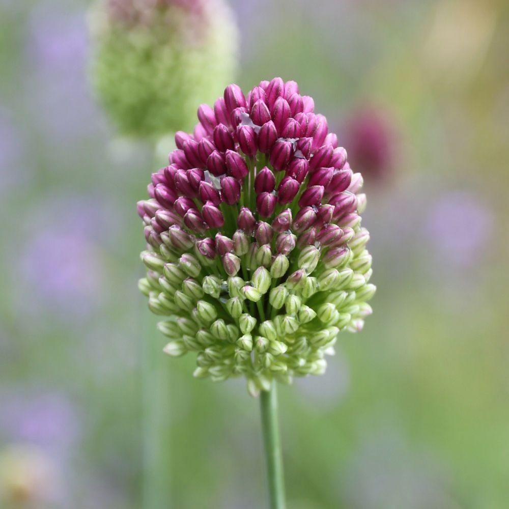 Allium Drumstick - Longfield Gardens