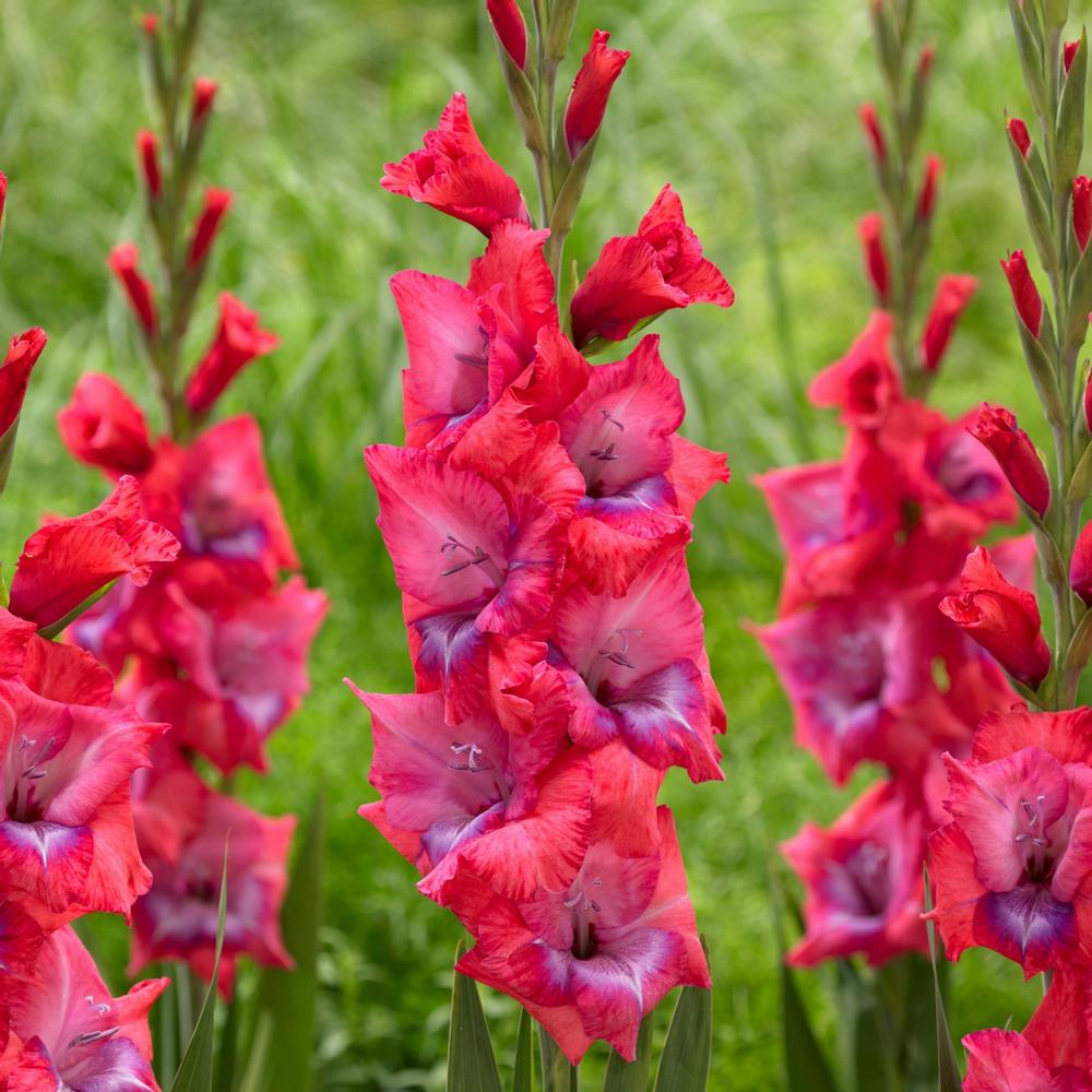 Gladiolus Lumiere - Longfield Gardens