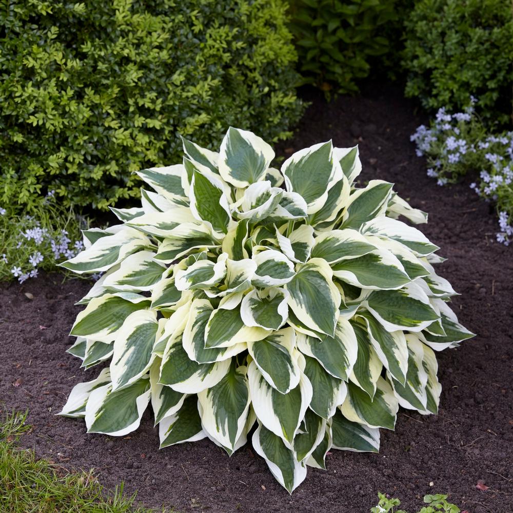 Hosta Minuteman - Longfield Gardens