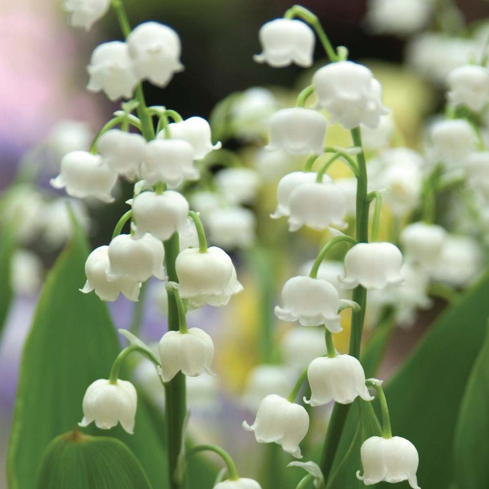 Convallaria Lily of the Valley - Longfield Gardens