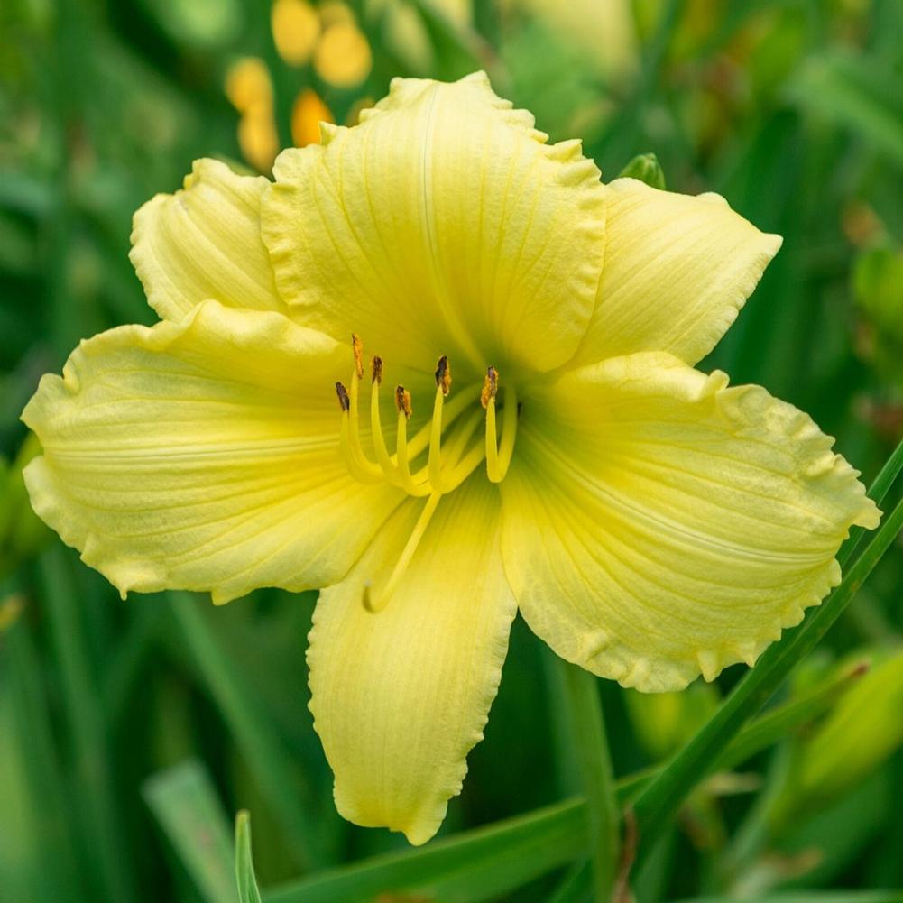 Hemerocallis Big Time Happy - Longfield Gardens