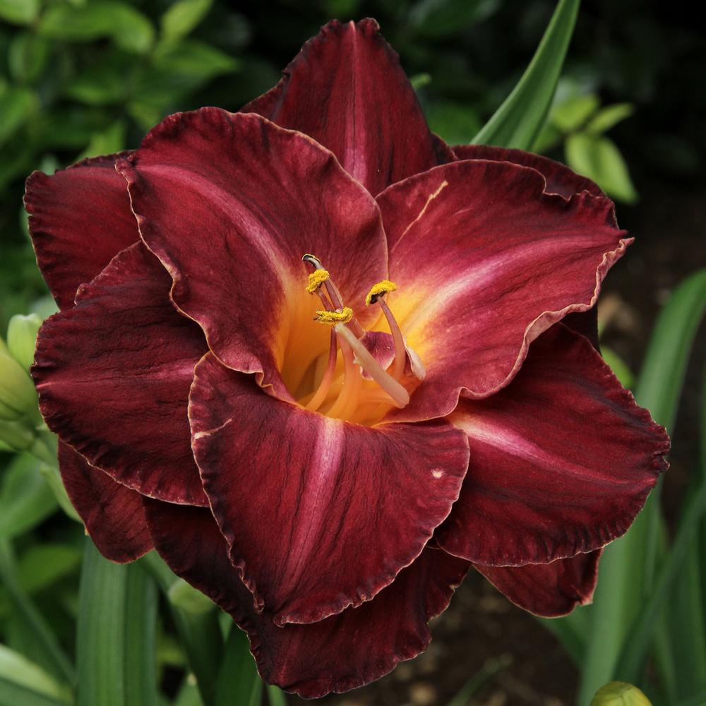 Hemerocallis Burgundy Love - Longfield Gardens