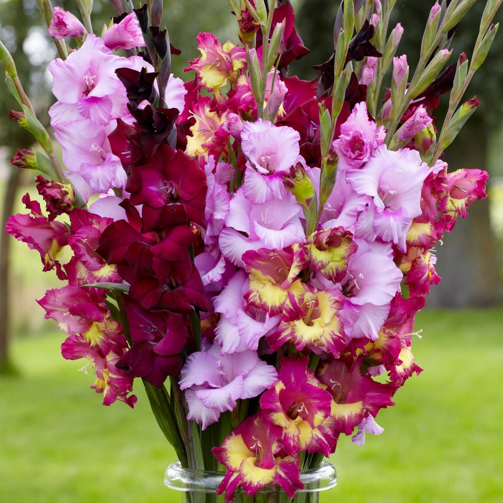 Gladiolus Purple Explosion Mix - Longfield Gardens