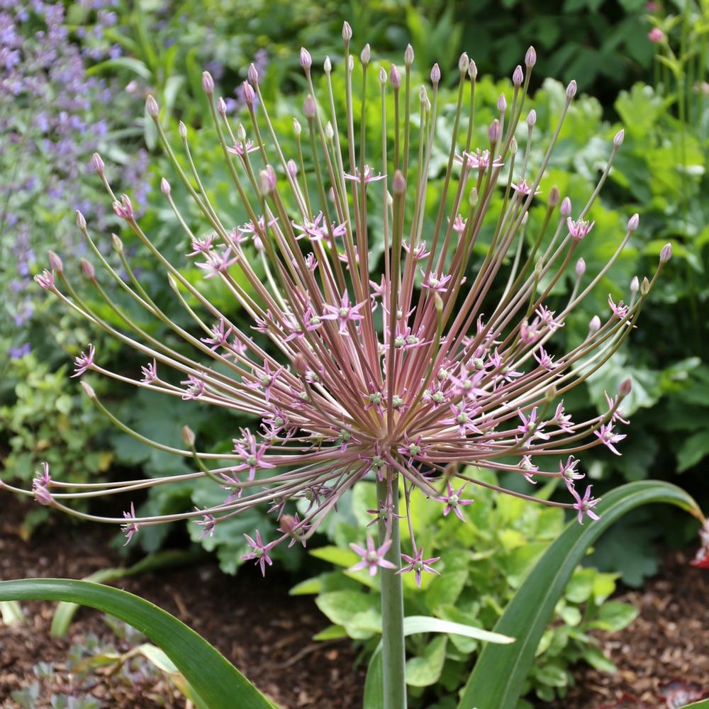 Allium - Schubertii - Longfield Gardens