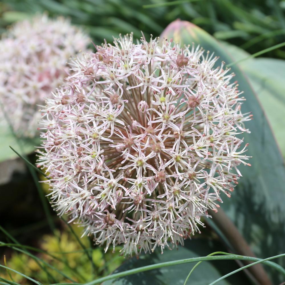 Allium - Karataviense - Longfield Gardens