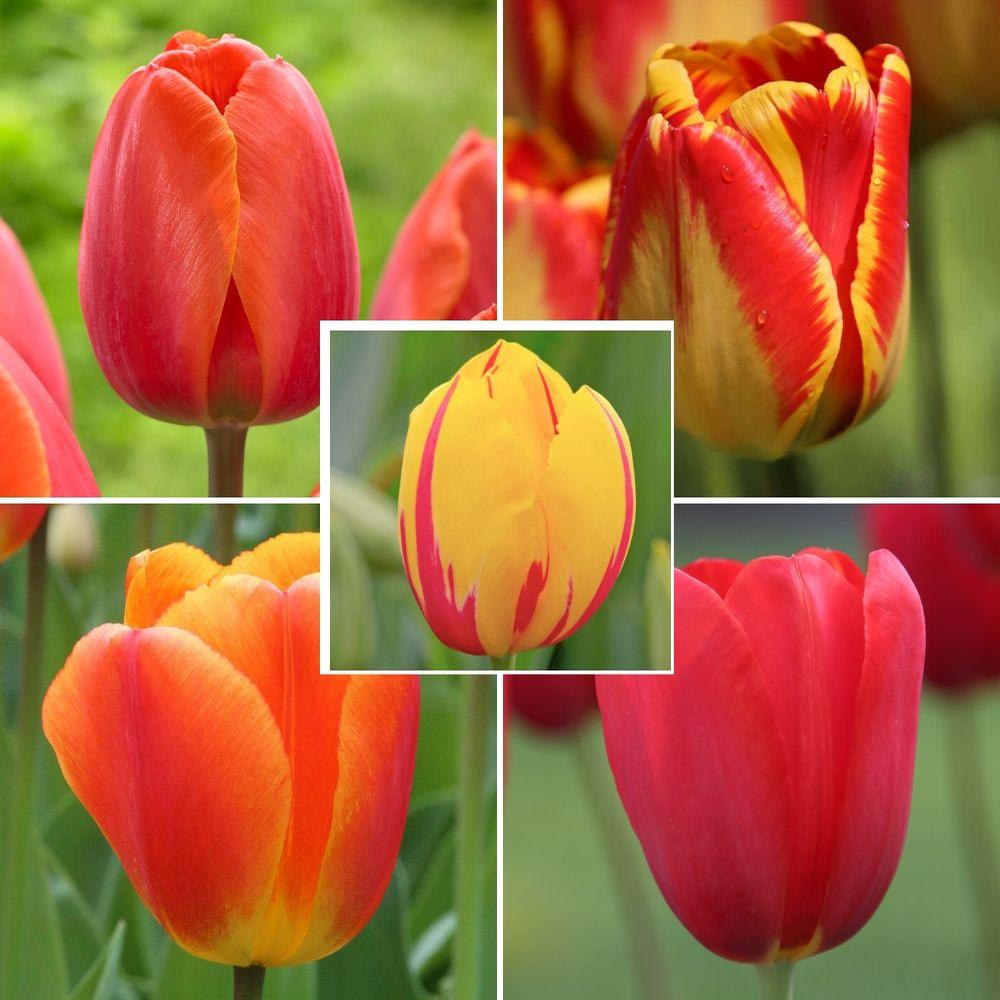 Single Bright Tulip Collection