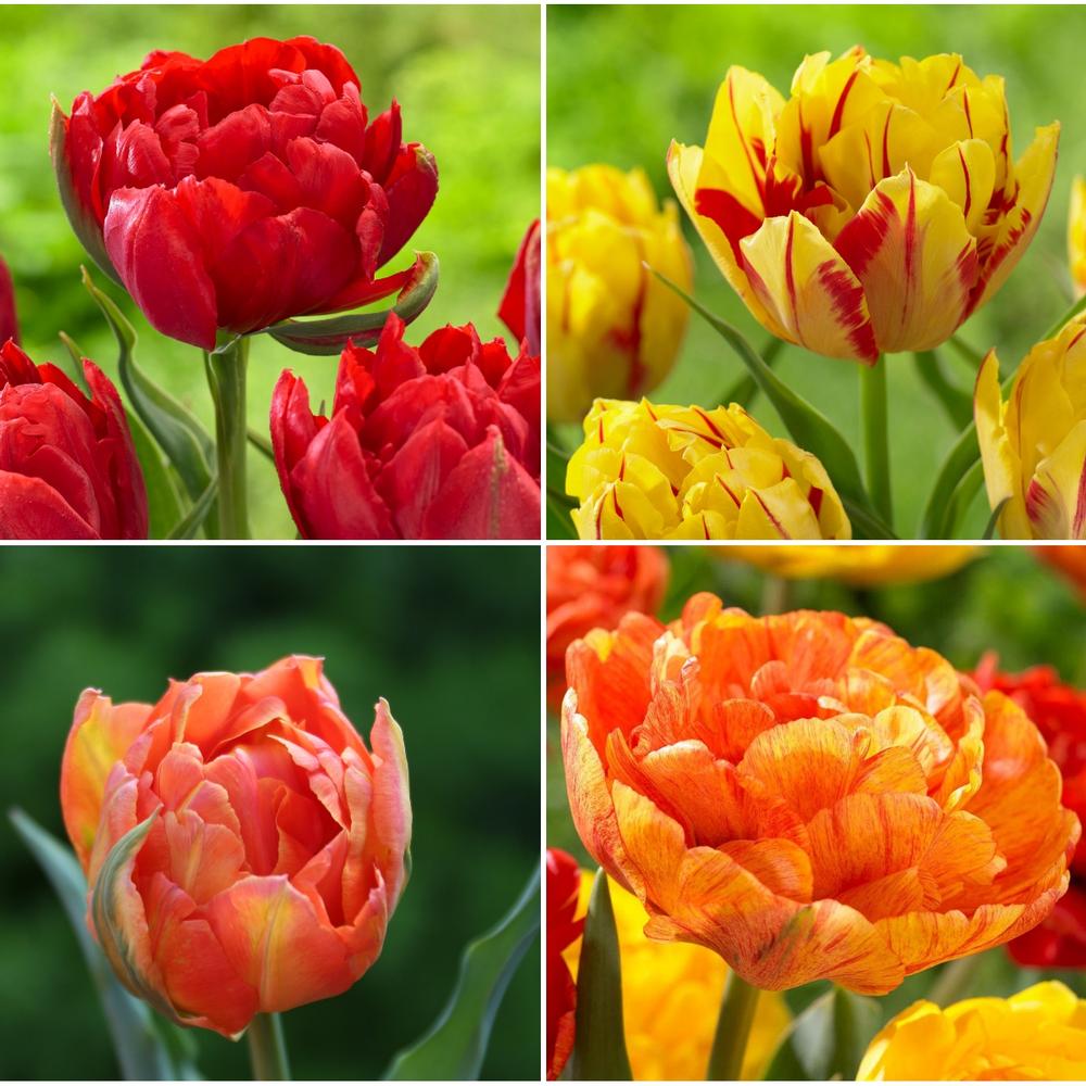 Double Bright Tulip Collection