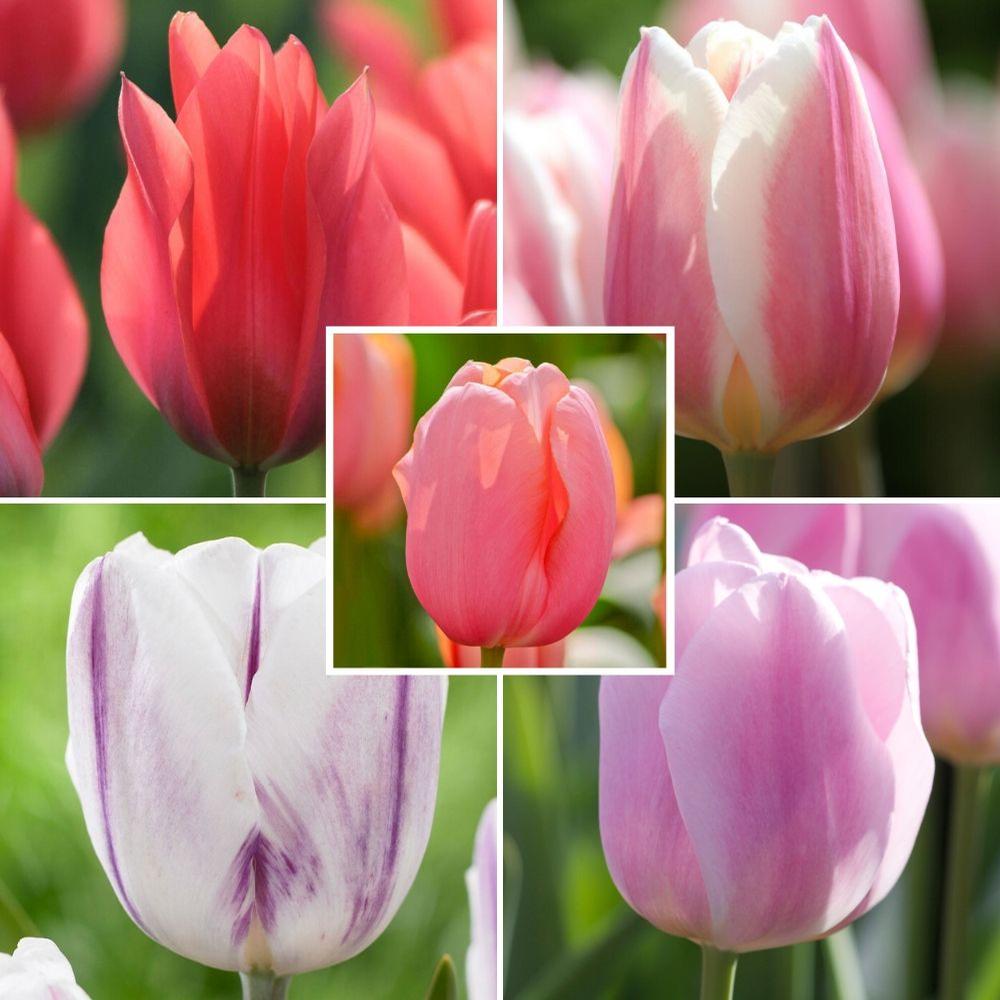 Single Pastel Tulips Collection