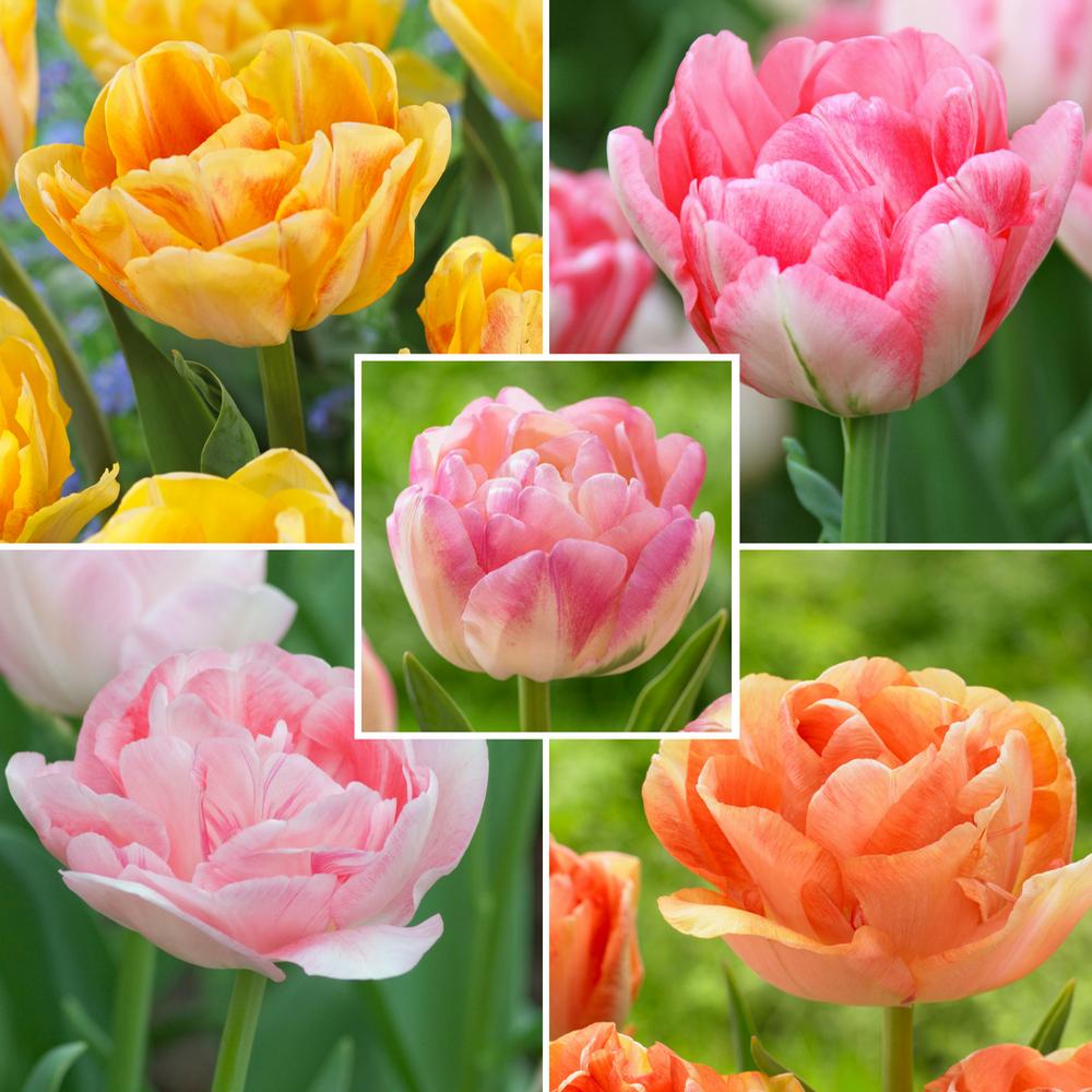 Double Pastel Tulips Collection
