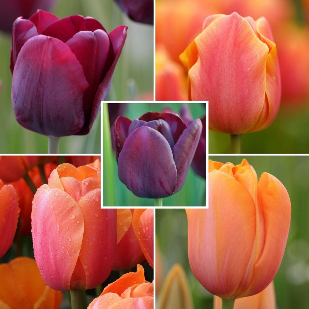 Single Dramatic Tulips Collection