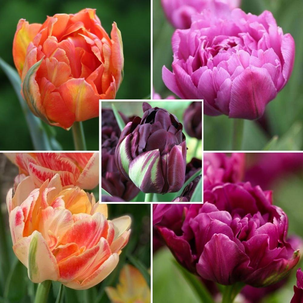 Double Dramatic Tulips Collection