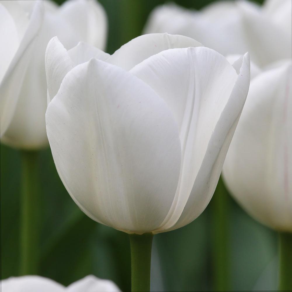 Tulip Royal Virgin - Longfield Gardens