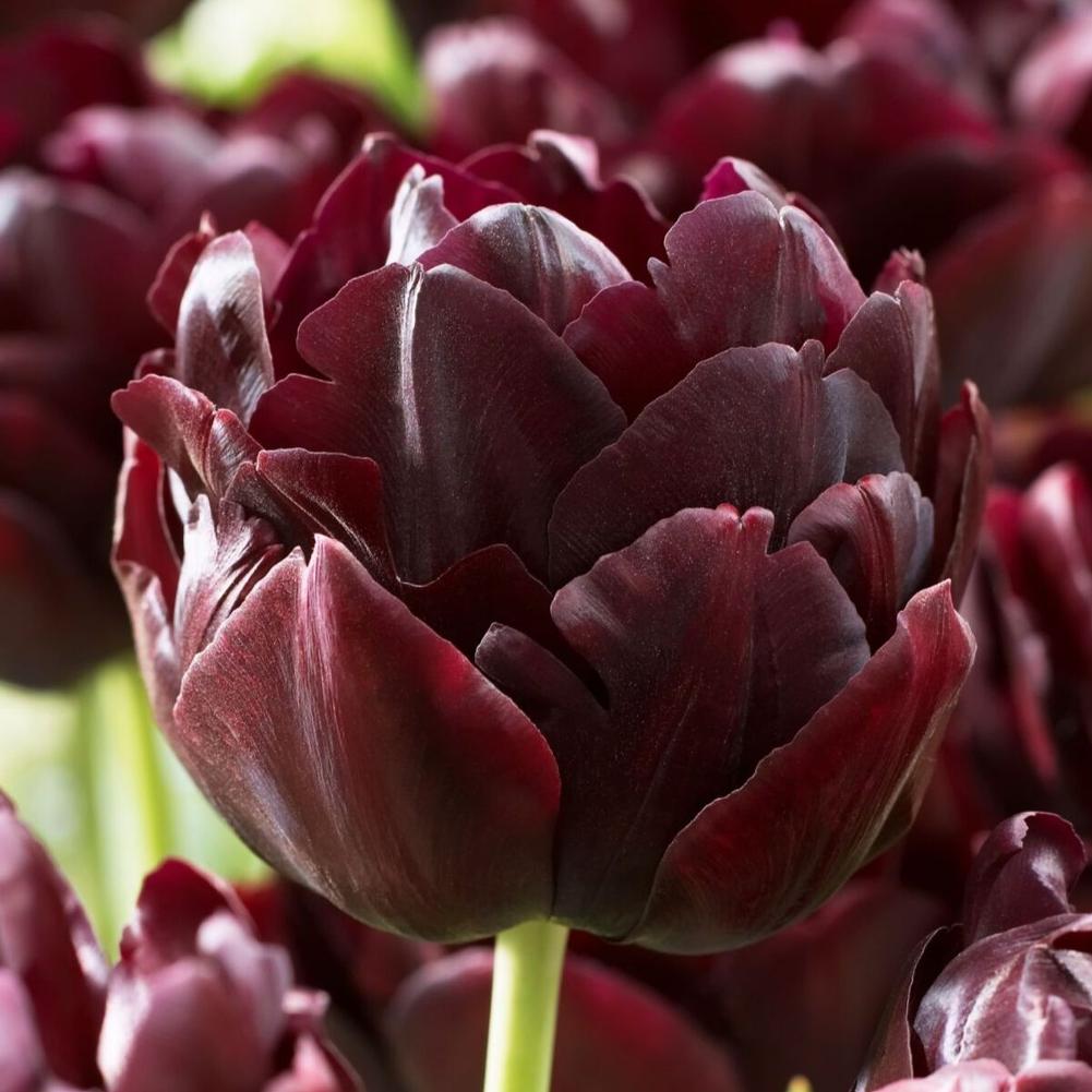 Tulip Black Hero - Longfield Gardens