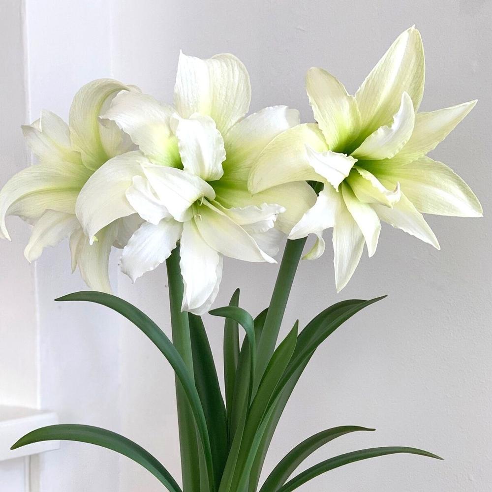 Amaryllis Ice Queen 26/28cm - Longfield Gardens