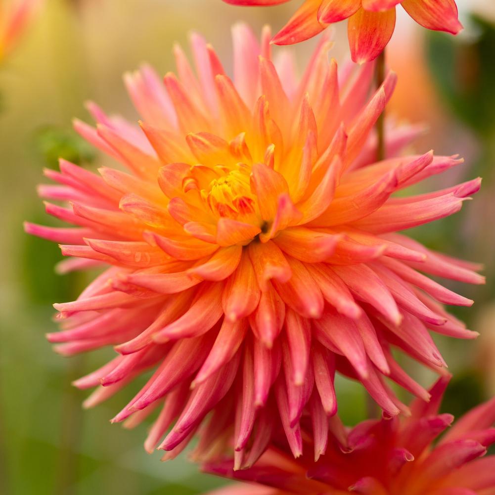 Dahlia- Felida Solar Flair- Longfield Gardens