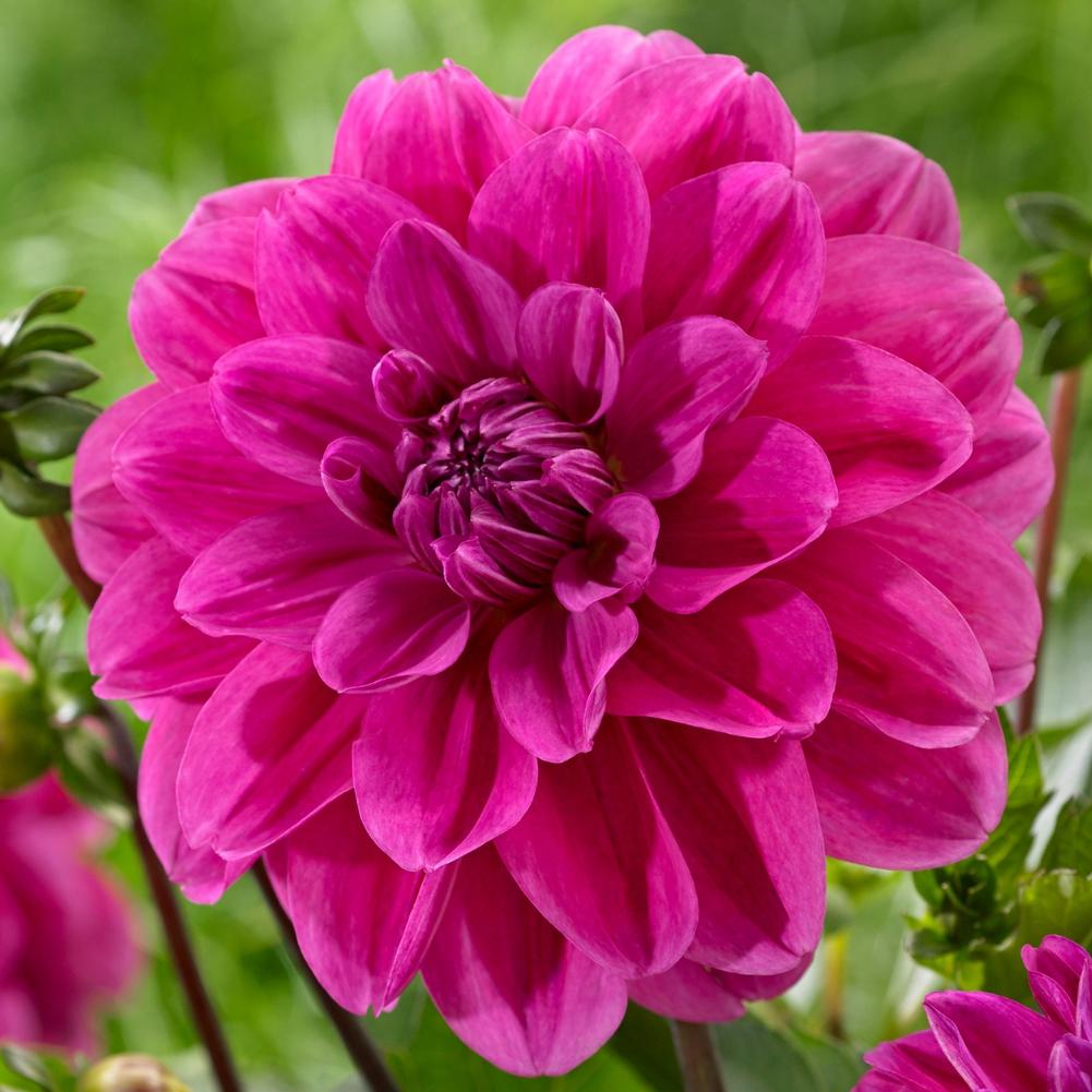 Dahlia Cantiflora- Longfield Gardens