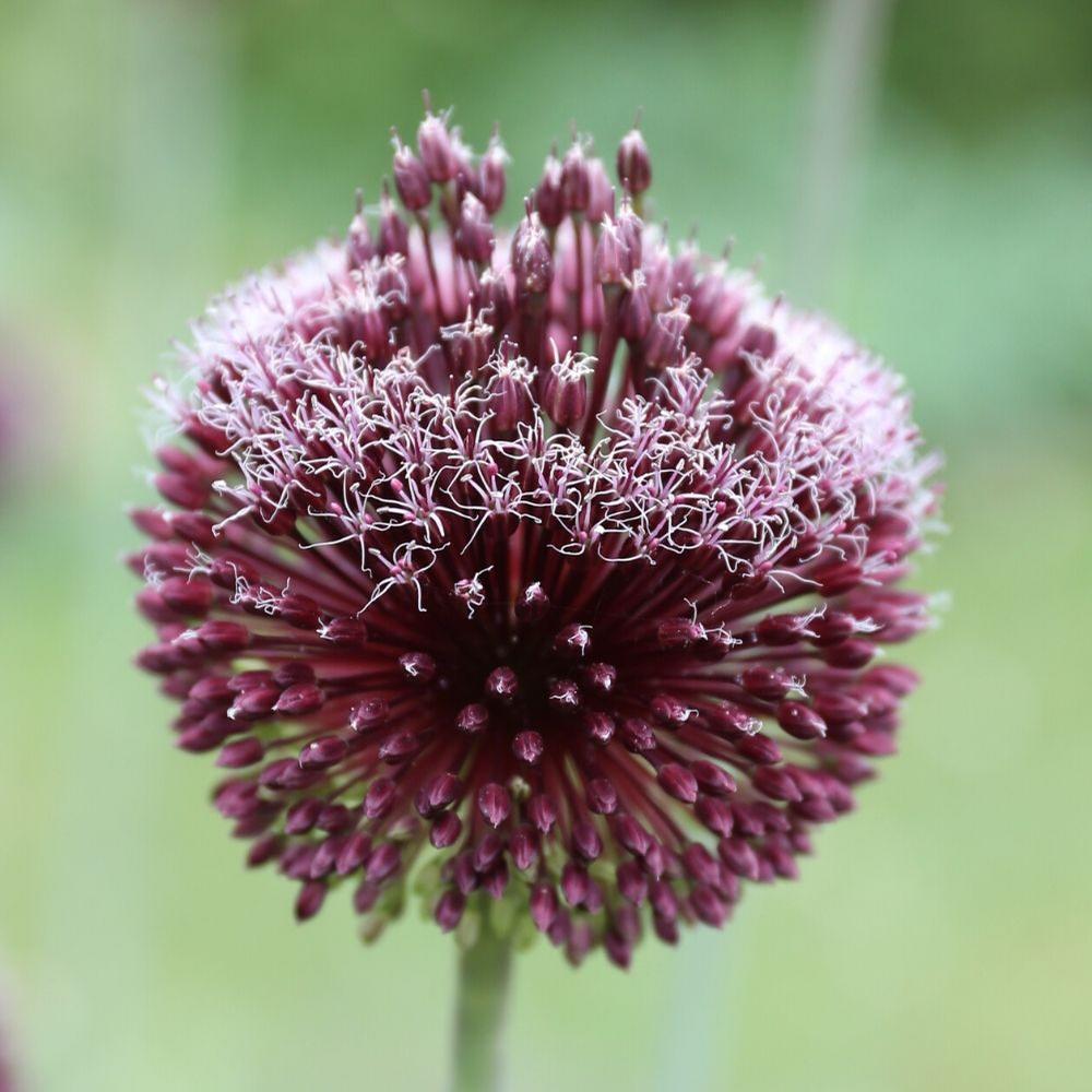 Allium Forelock- Longfield Gardens