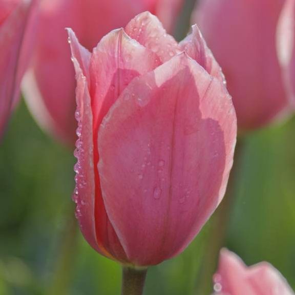Tulip Albert Heijn - Longfield Gardens