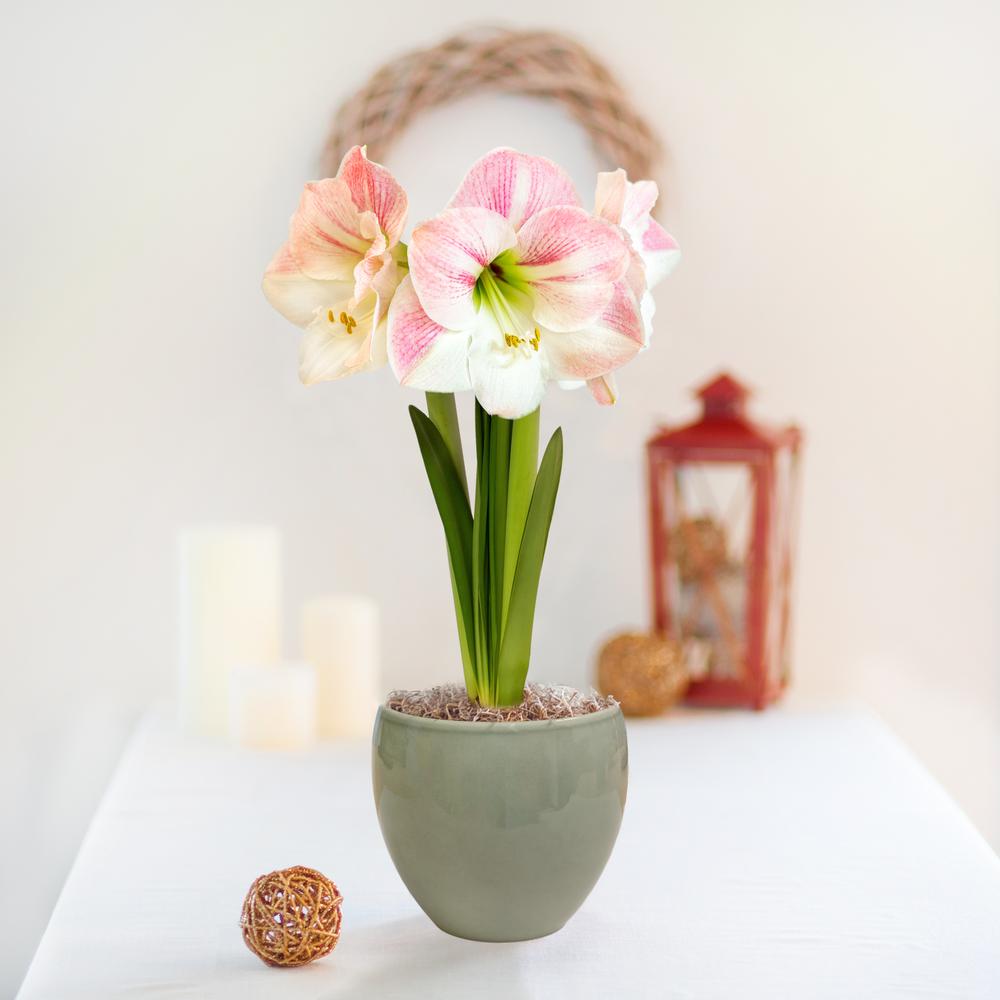 Apple Blossom Gift Kit, 1 bulb in Green Ceramic Pot