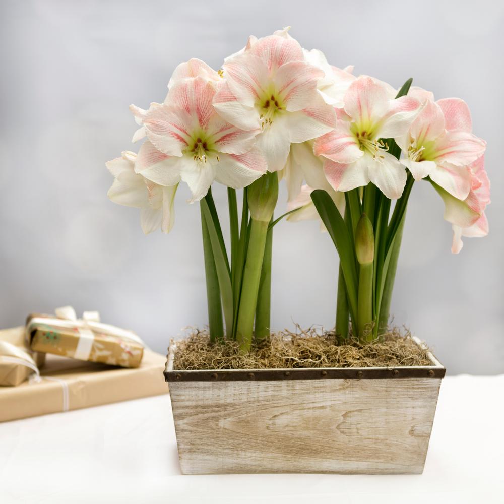 Apple Blossom Gift Kit, 2 bulbs in Wood Crate