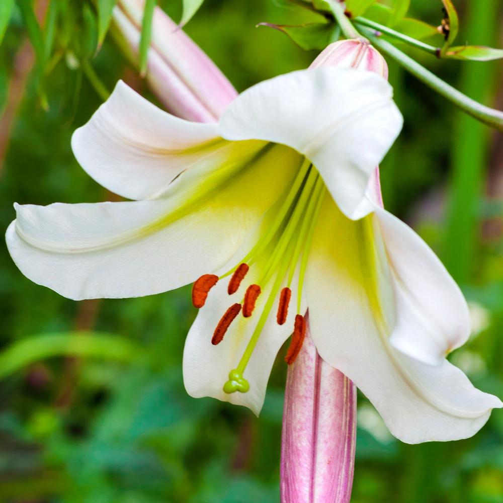 Lily Regale - Longfield Gardens