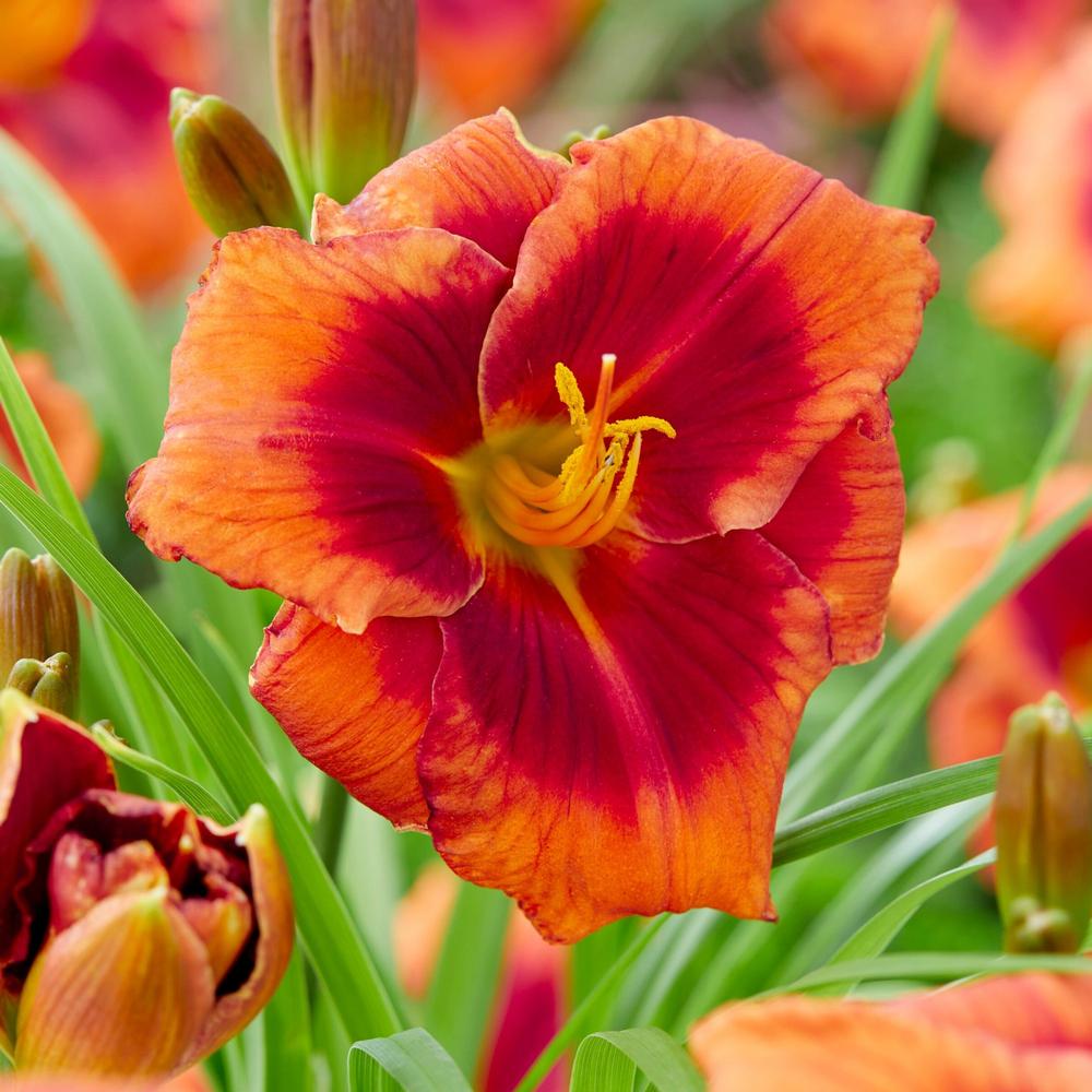 Longfield Gardens Hemerocallis Daylily Frank Smith