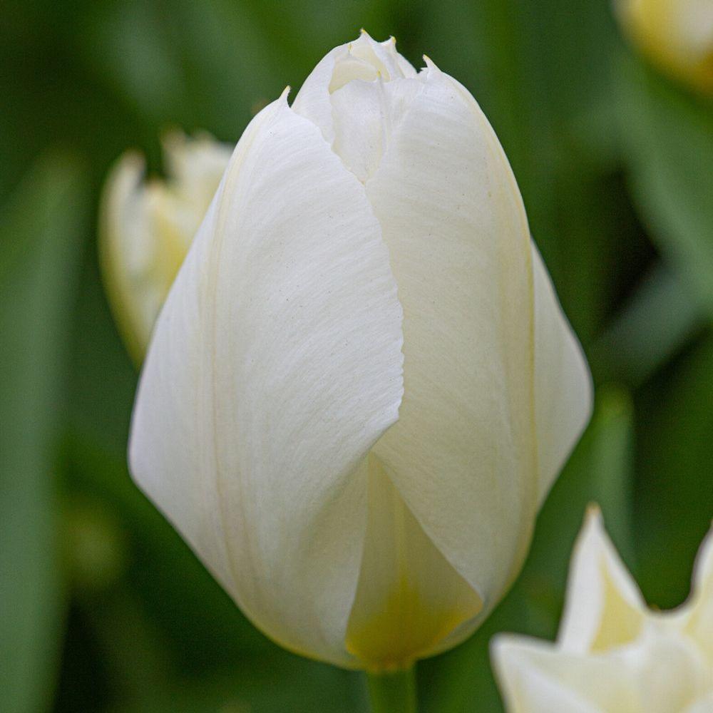 Tulip White Emperor - Longfield Gardens