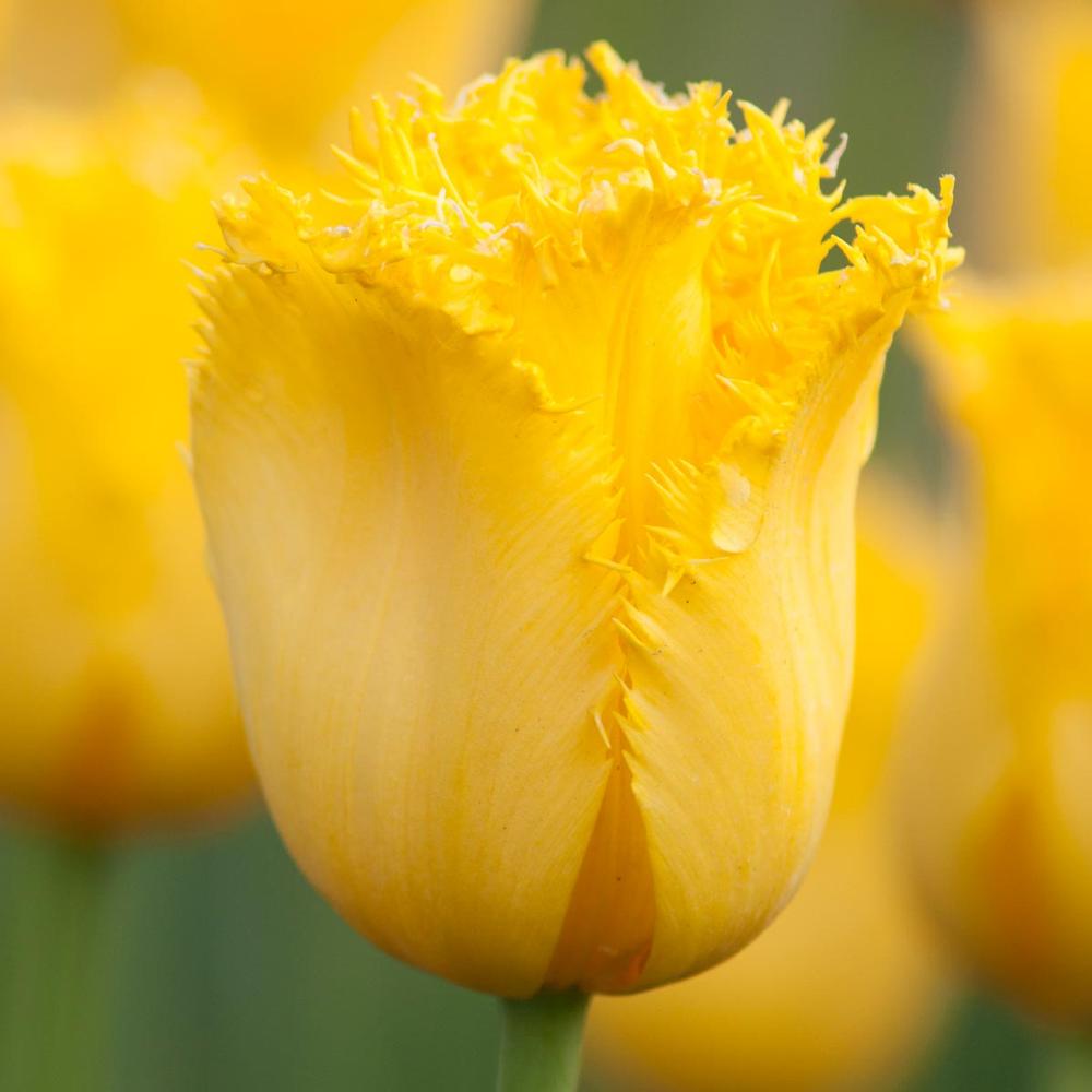Tulip Maja - Longfield Gardens